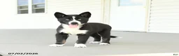 Gerberian Shepsky dogs for sale: Frosty - Ad 2