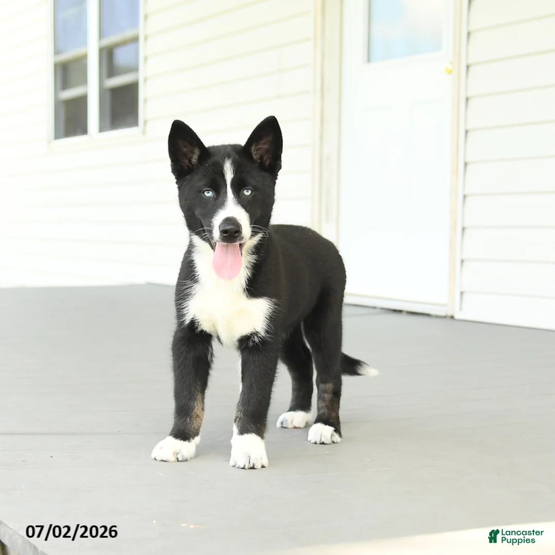 Gerberian Shepsky dogs for sale: Frosty - Ad 2