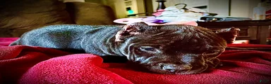 American Bully Puppy 1