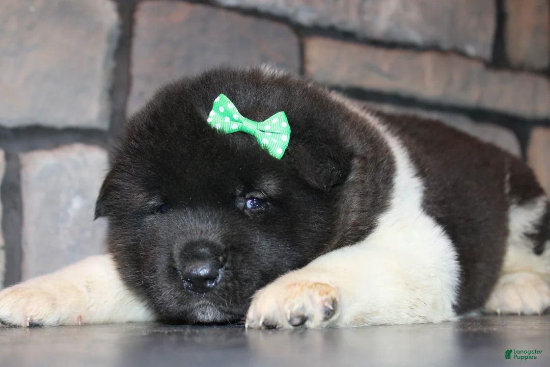 Akita dogs for sale: AKC Luna - Ad 18