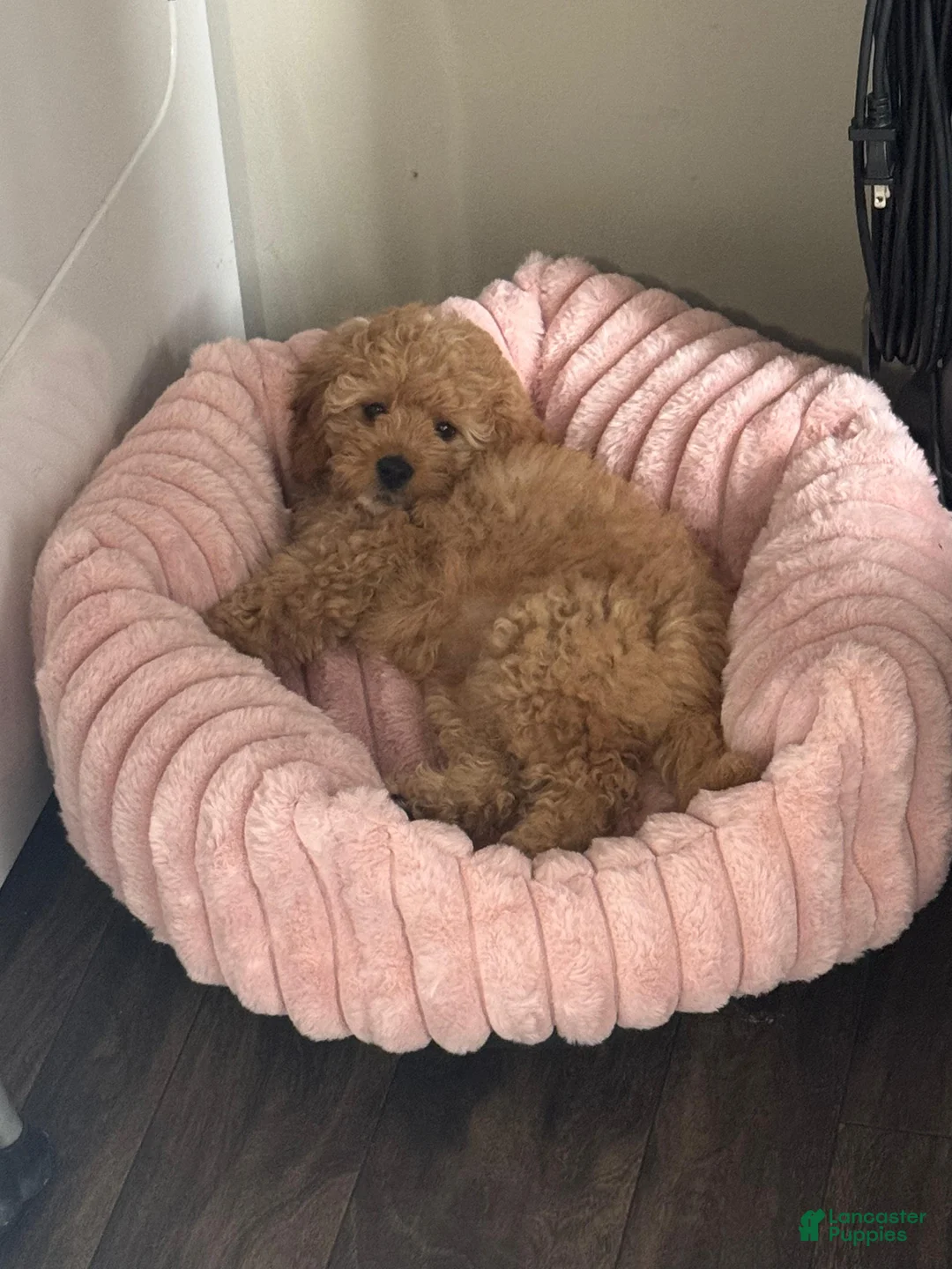 Mini Goldendoodle dogs for sale: Mini Goldendoodle Puppy 1 - Ad 3