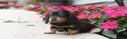 Miniature Dachshund dogs for sale: Bella   - Ad 3