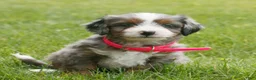 Mini Bernedoodle dogs for sale: Christy  - Ad 1