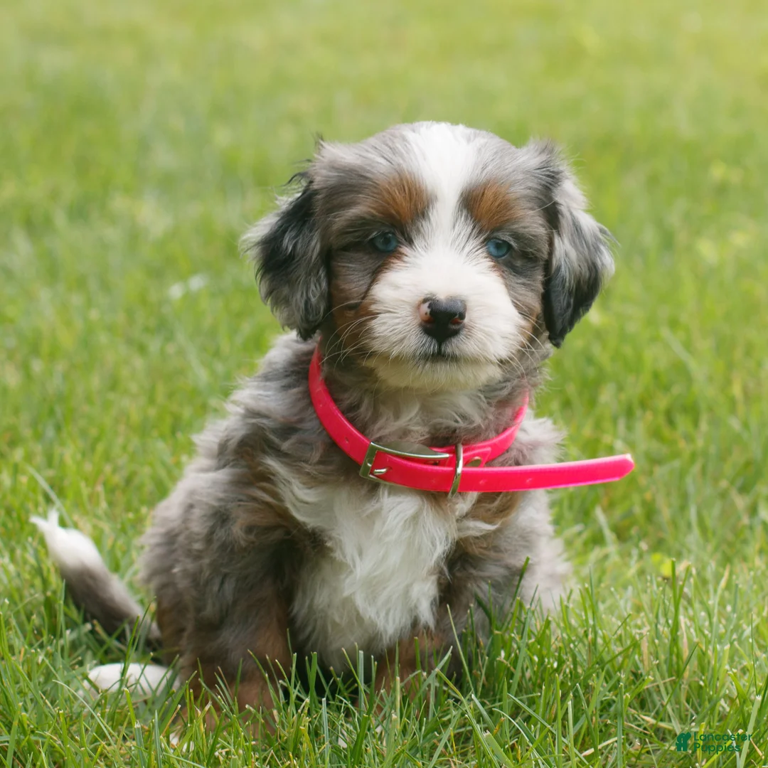 Mini Bernedoodle dogs for sale: Christy  - Ad 1