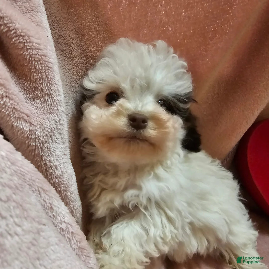 Cockapoo dogs for sale: Sparkle - Ad 1