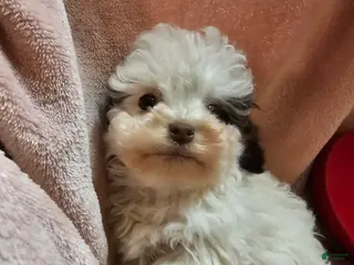 Cockapoo dogs for sale: Sparkle - Ad 4