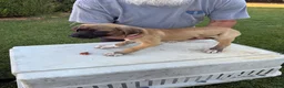 Mixed Breed dogs for sale: Tan Black snout white paws male - Ad 3