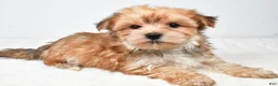 Morkie dogs for sale: Molly - Ad 6