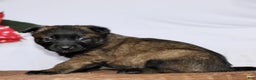 Belgian Malinois dogs for sale: Amelia  - Ad 2