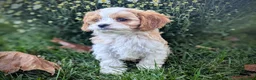 Cavapoo dogs for sale: Mr Andy - Ad 14