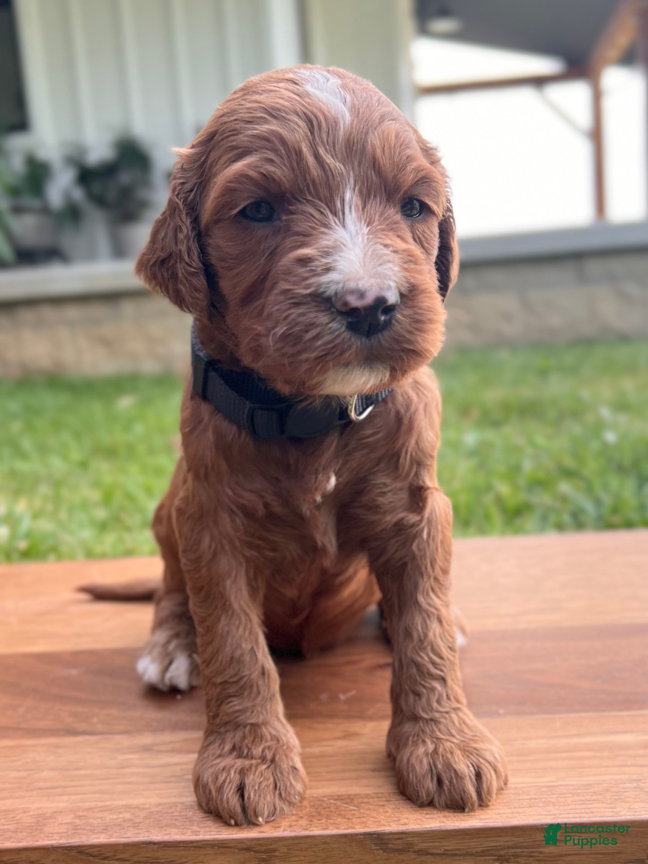Irish Doodle dogs Maple - Ad 2