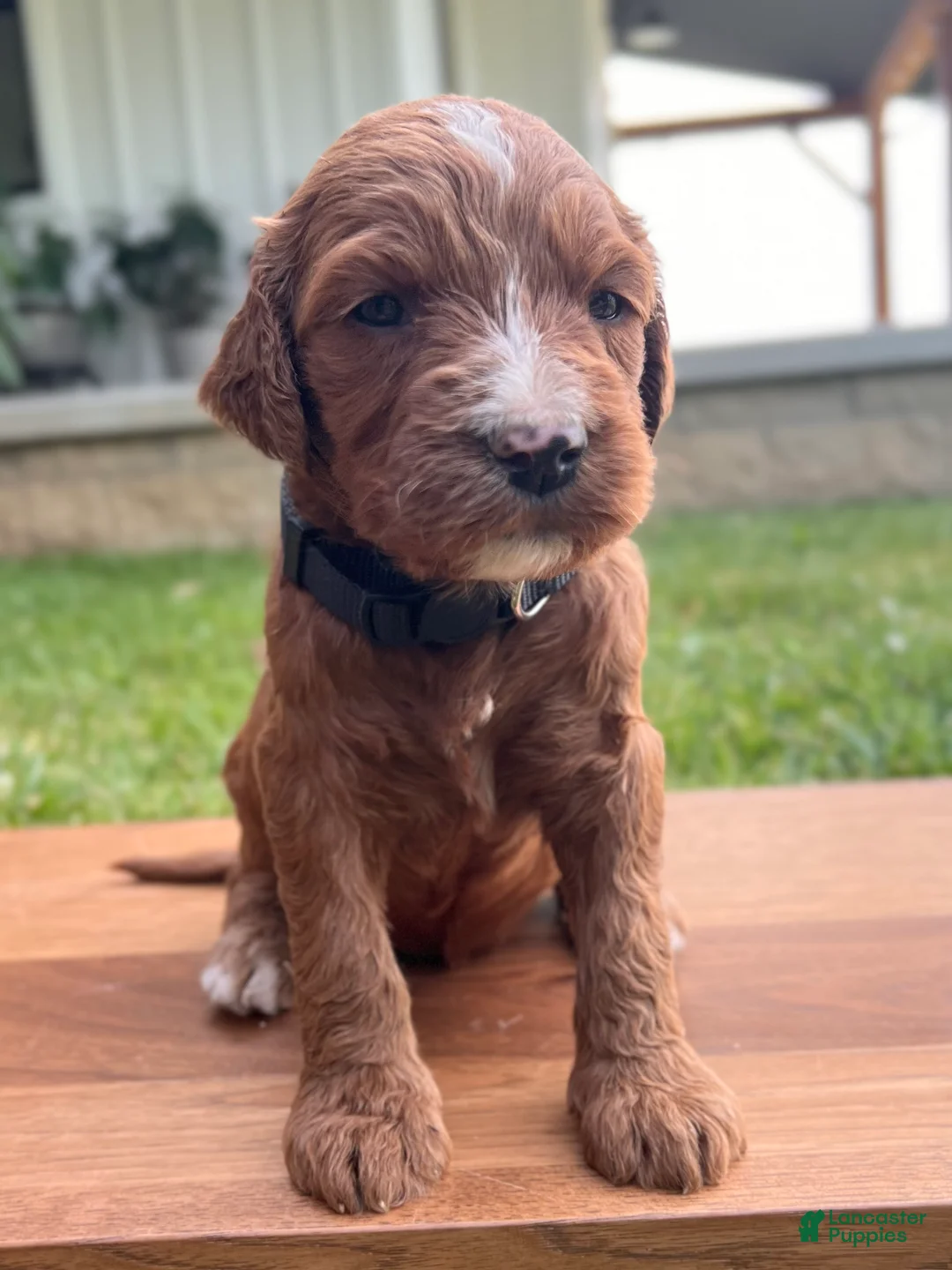 Irish Doodle dogs for sale: Maple - Ad 2