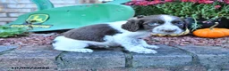 English Springer Spaniel dogs for sale: Freckles - Ad 5
