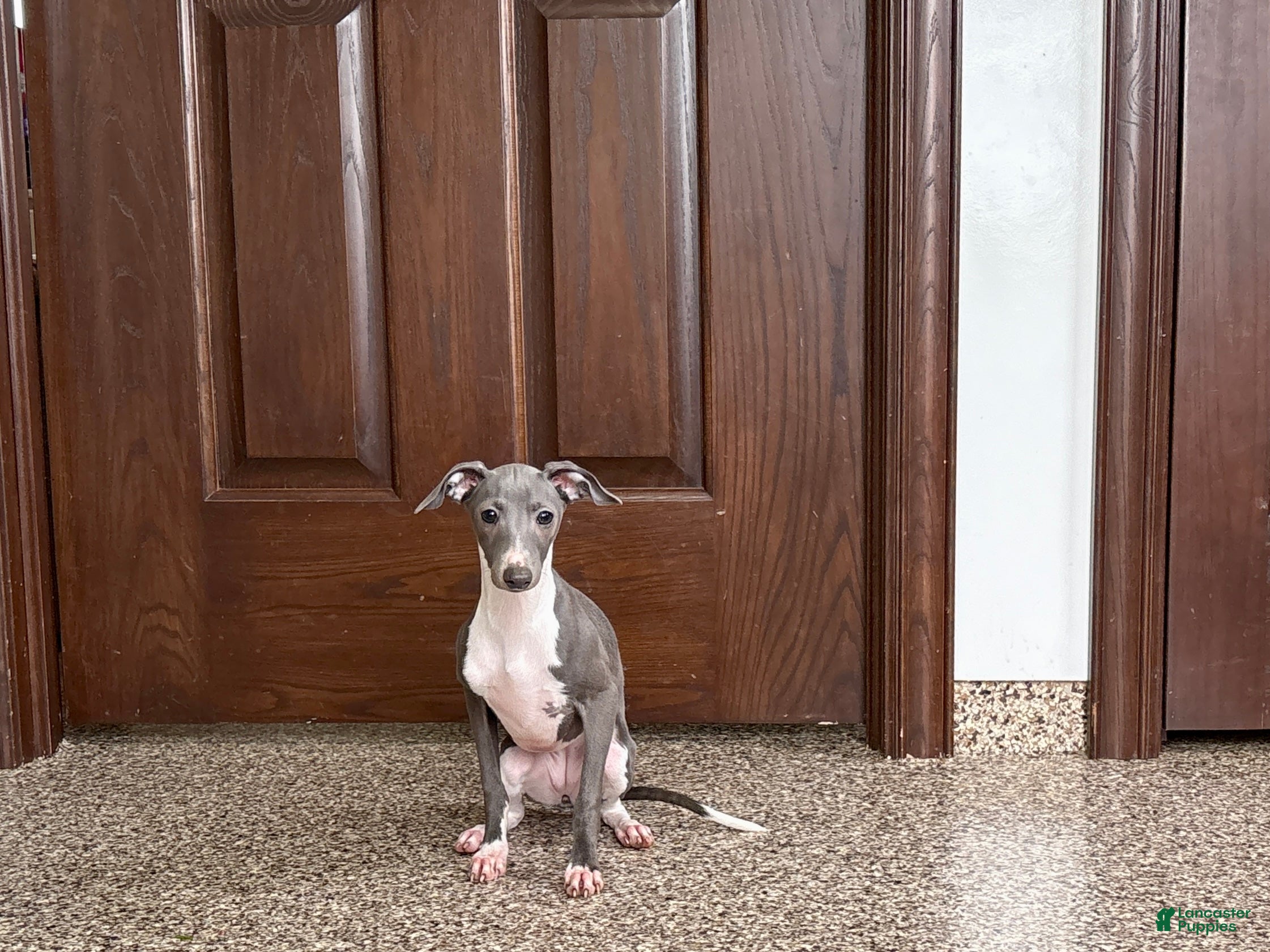 Italian Greyhound dogs Gina  - Ad 1