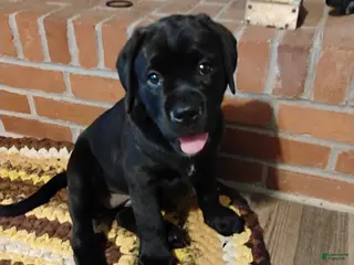 Mixed Breed dogs Daisy - Ad 36