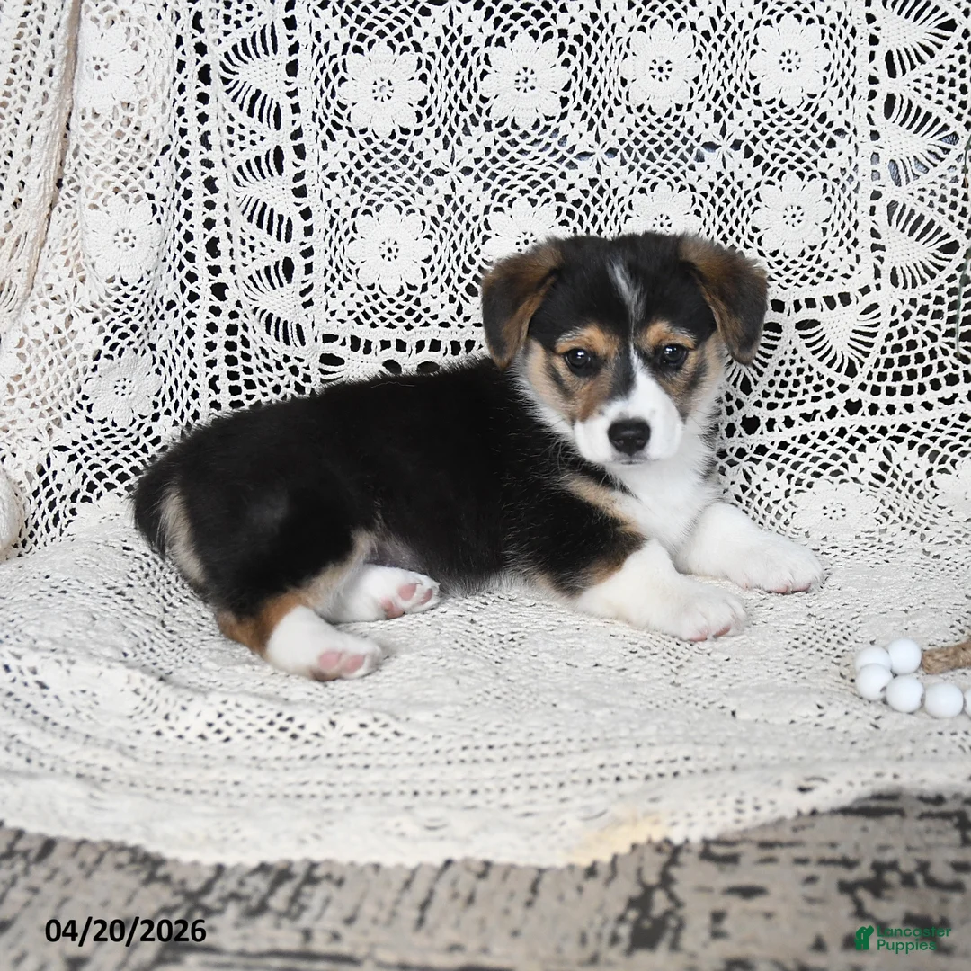 Welsh Corgi Pembroke dogs for sale: Cathy - Ad 5