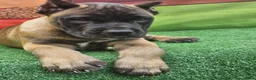 Cane Corso dogs for sale: KING - Ad 3