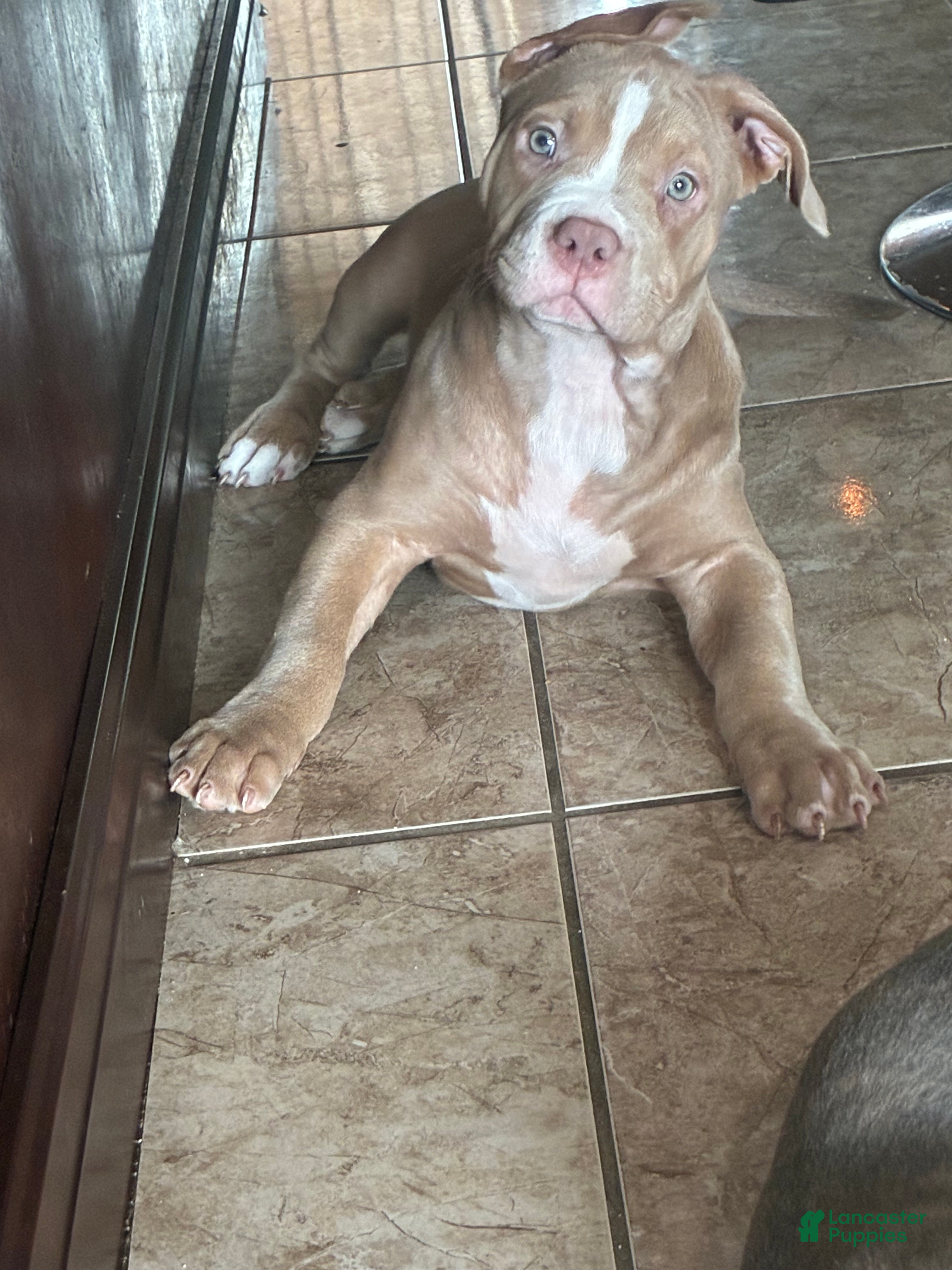 American Bully dogs Mini - Ad 1