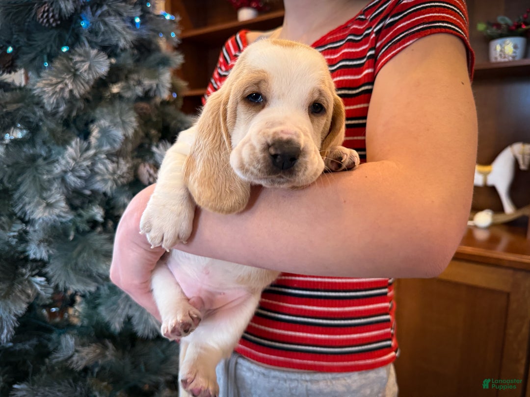 Basset Hound dogs for sale: Sarge - Ad 1