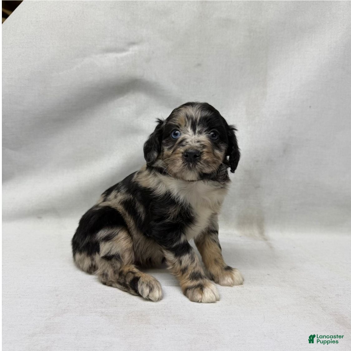 Aussiedoodle dogs Snickers - Ad 2