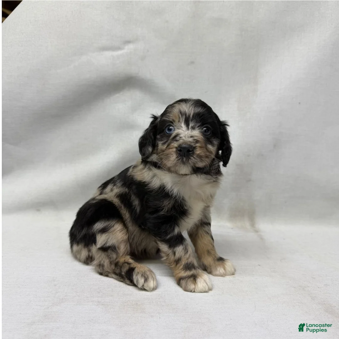 Aussiedoodle dogs for sale: Snickers - Ad 2