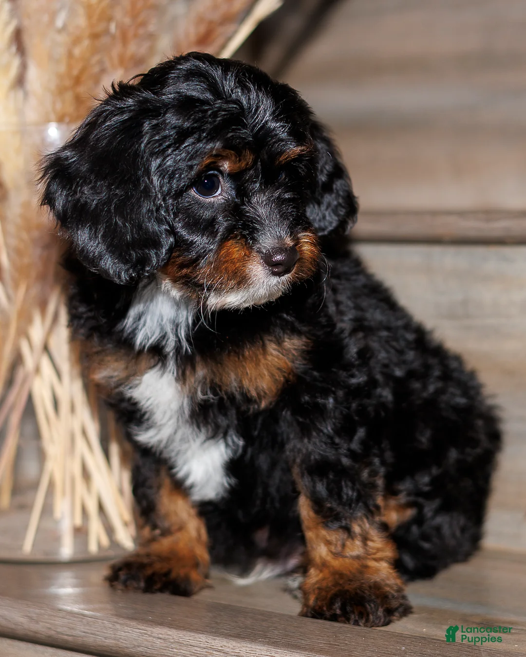 Mixed Breed dogs for sale: Boston Rob - Ad 1