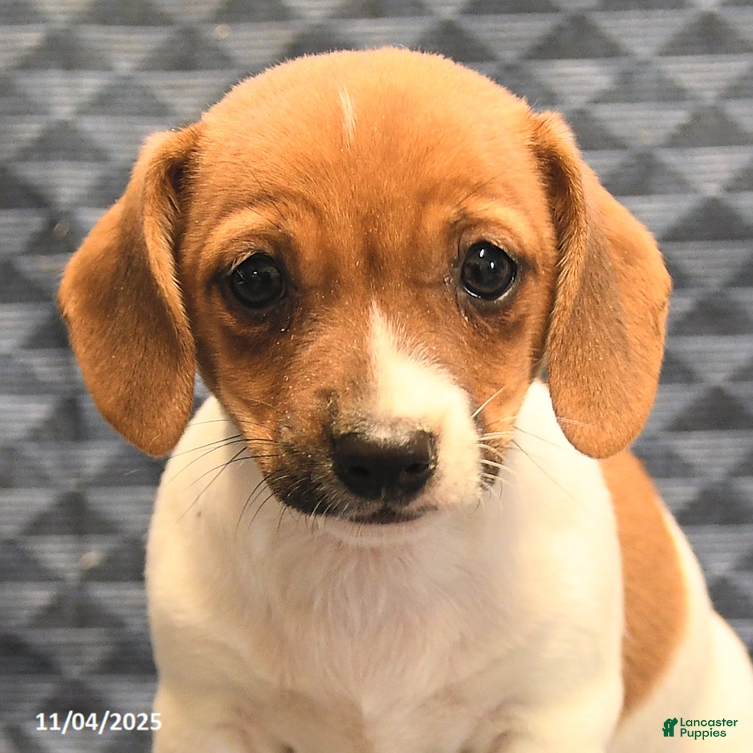 Jack Russell Terrier dogs for sale: Alex - Ad 5