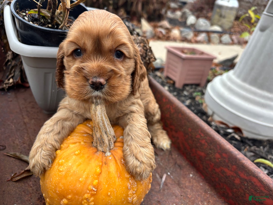 Cocker Spaniel dogs for sale: Duke  - Ad 6