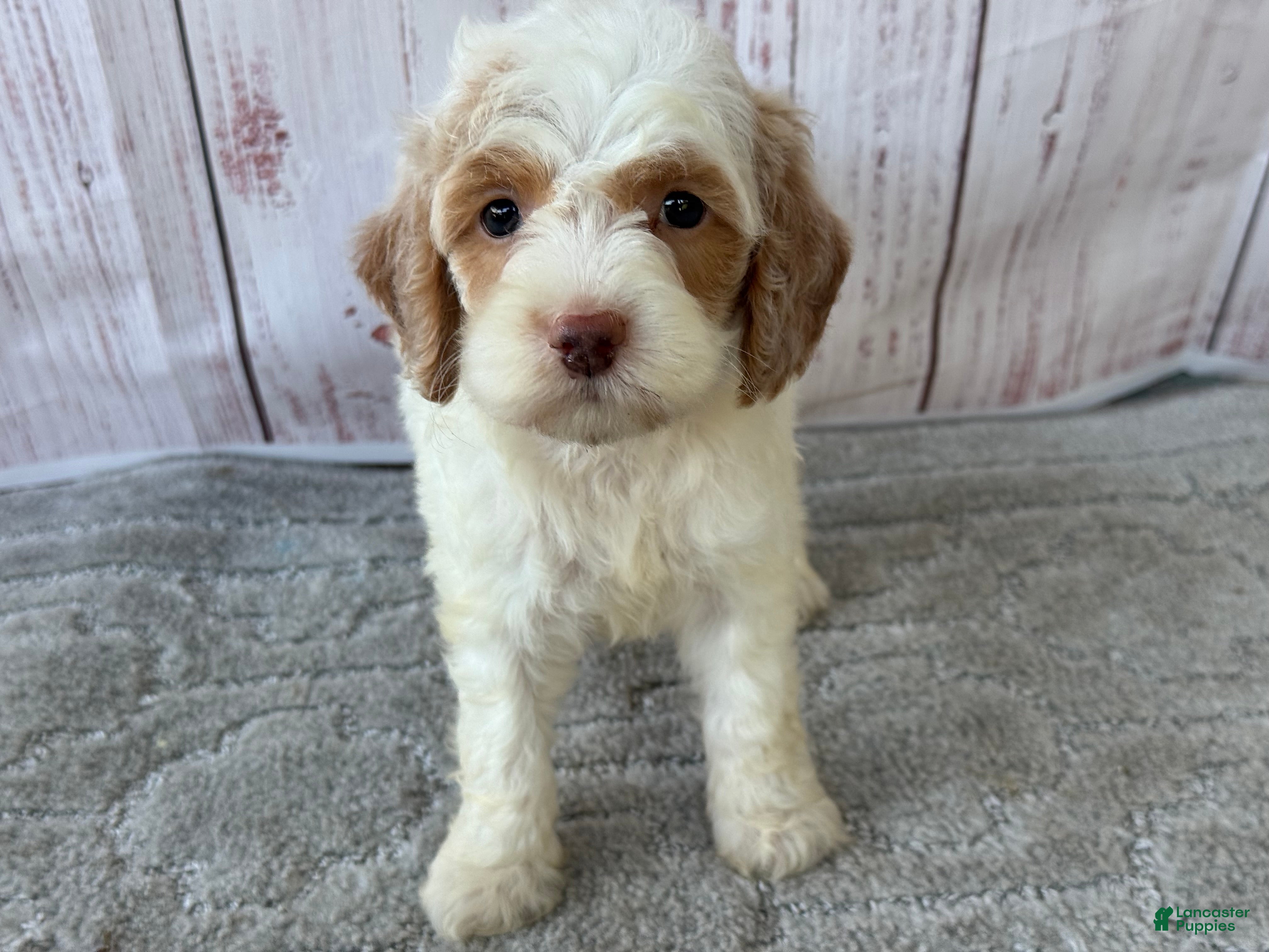 Cockapoo dogs for sale: Ruby - Ad 2