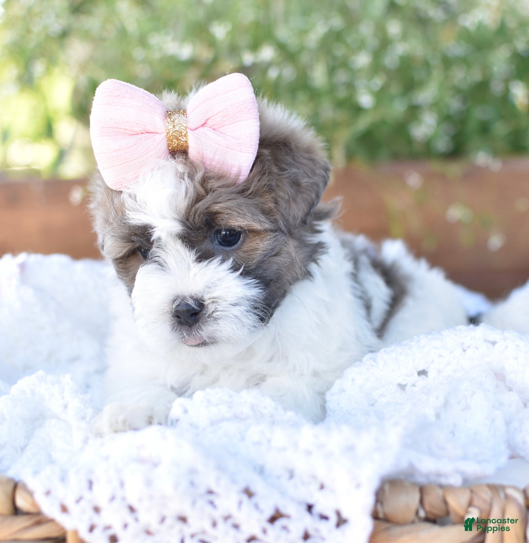 Mixed Breed dogs for sale: Snickers - Ad 2