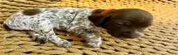 German Shorthaired Pointer dogs for sale: German Shorthaired Pointer Puppy 2 - Ad 3