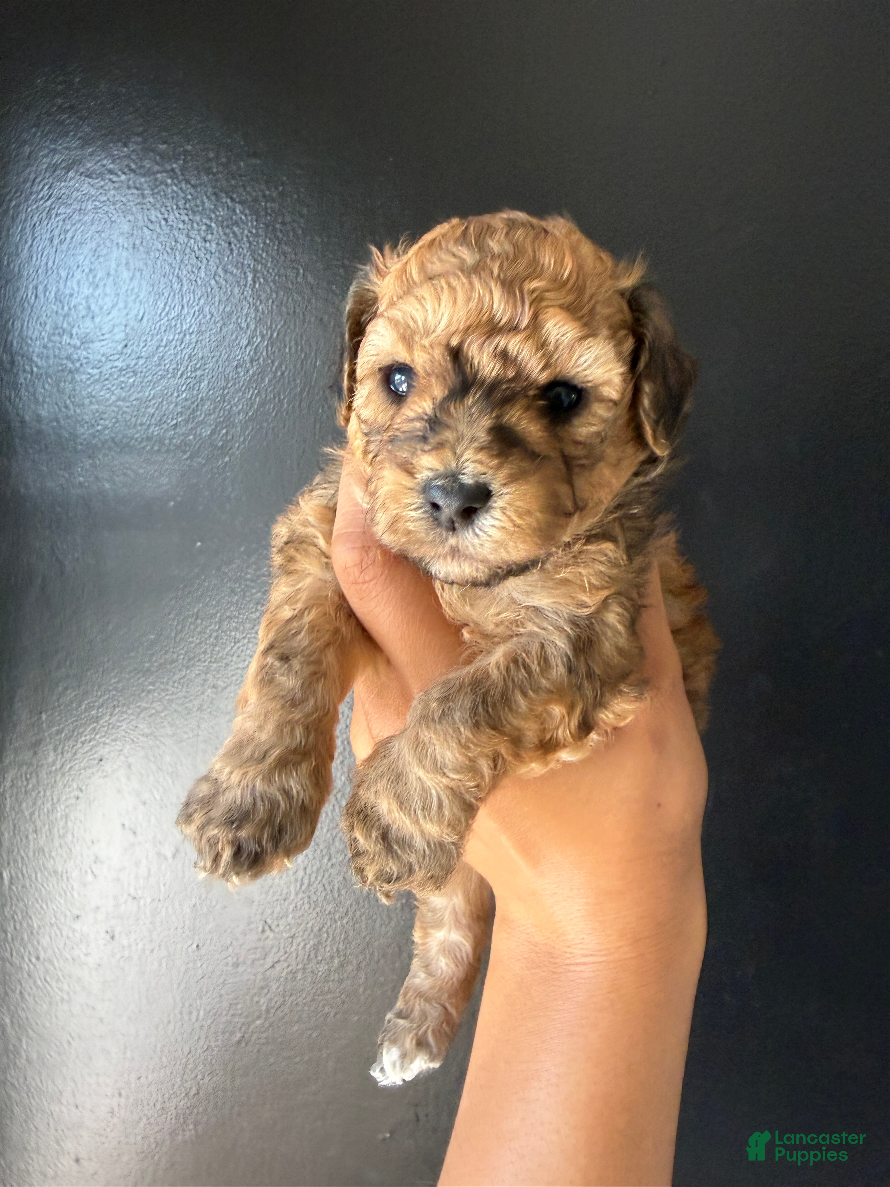 Toy Poodle dogs Toy Poodle Puppy 1 - Ad 29