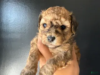 Toy Poodle dogs Toy Poodle Puppy 1 - Ad 29