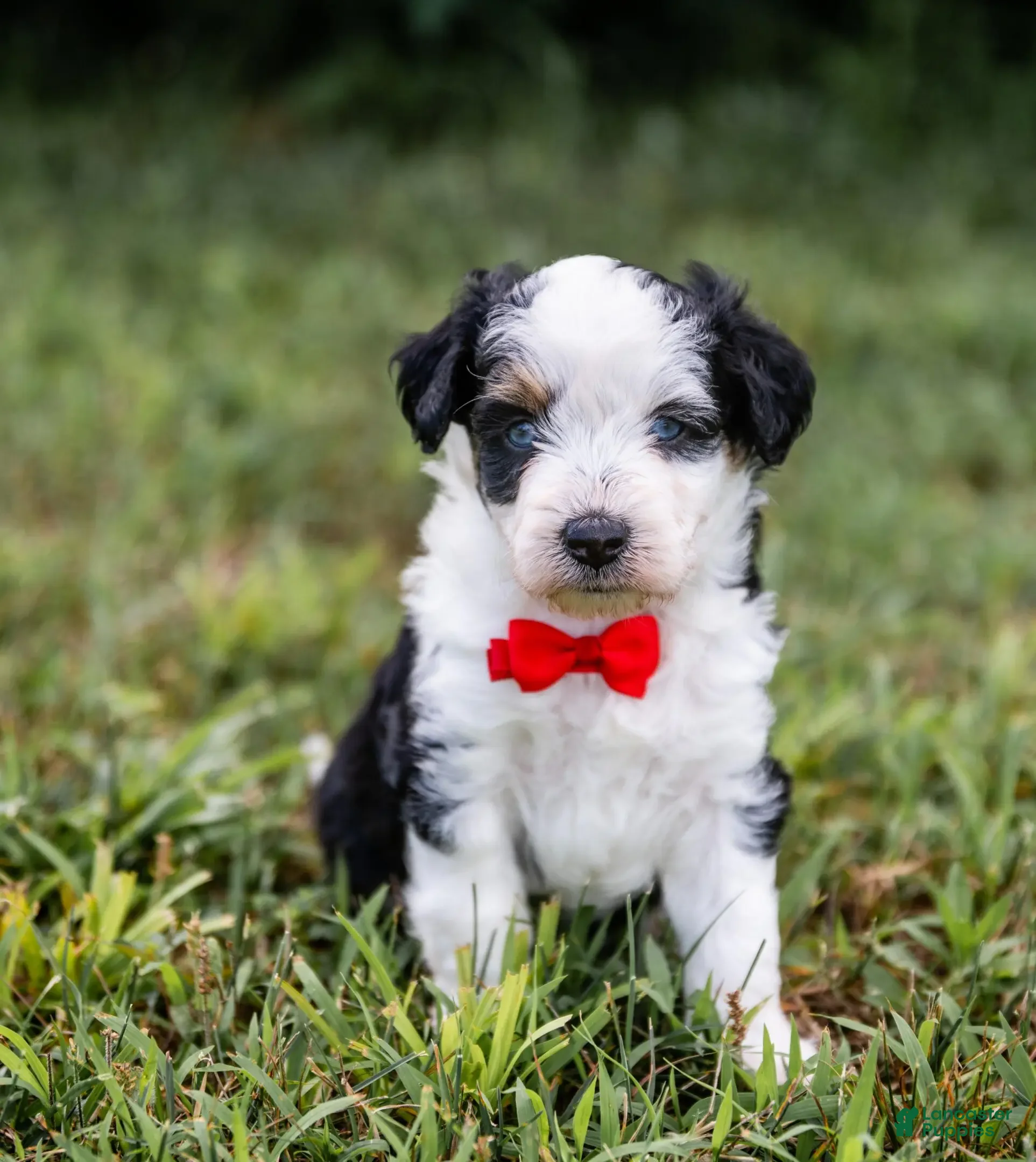 Aussiedoodle dogs for sale: Valor - Ad 3
