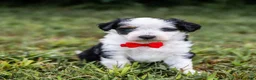 Aussiedoodle dogs for sale: Valor - Ad 1