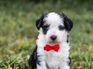 Aussiedoodle dogs for sale: Valor - Ad 3
