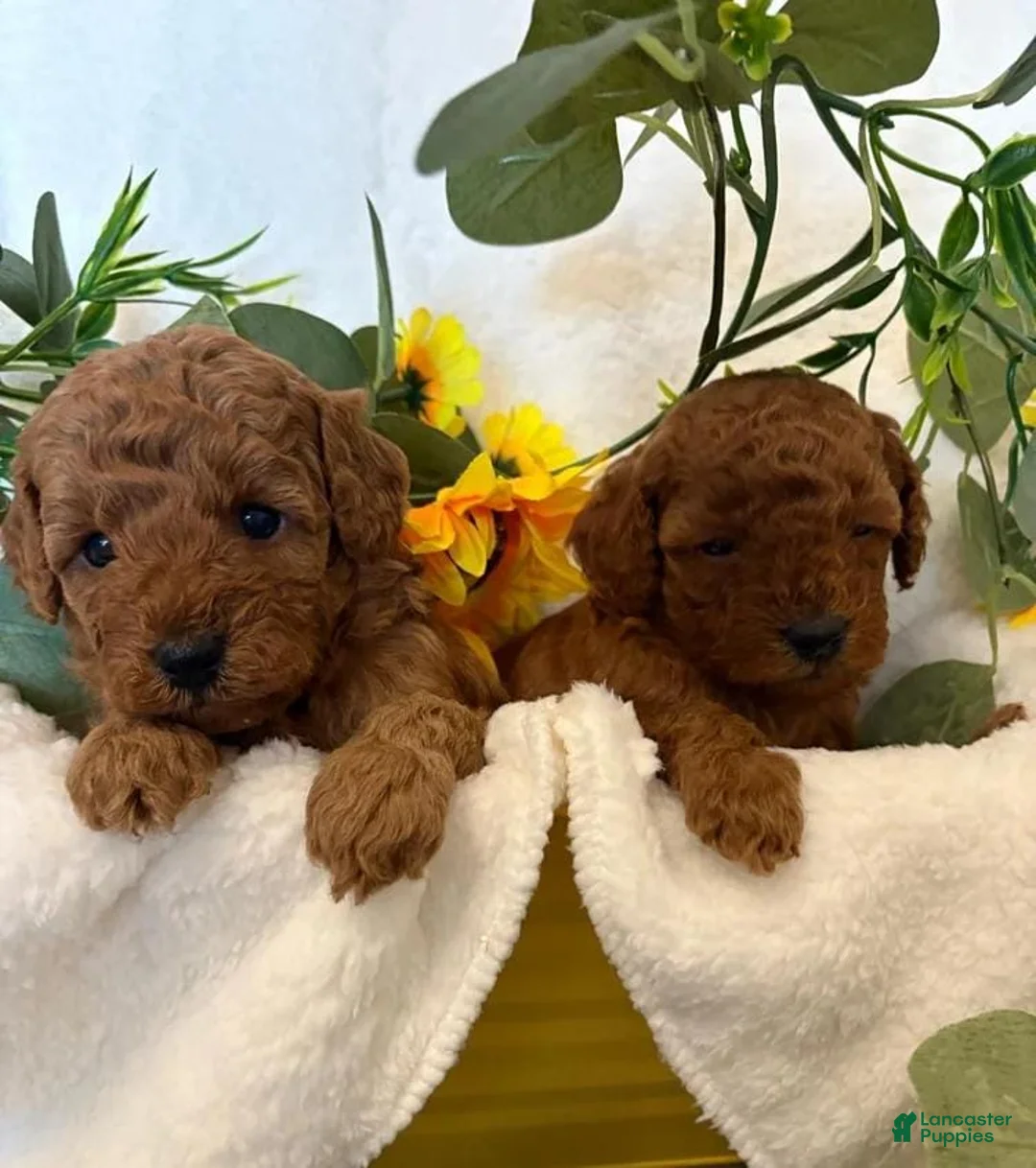 Cavapoo dogs for sale: Dex - Ad 10