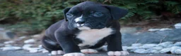 Boxer dogs for sale: Wayne - Ad 9