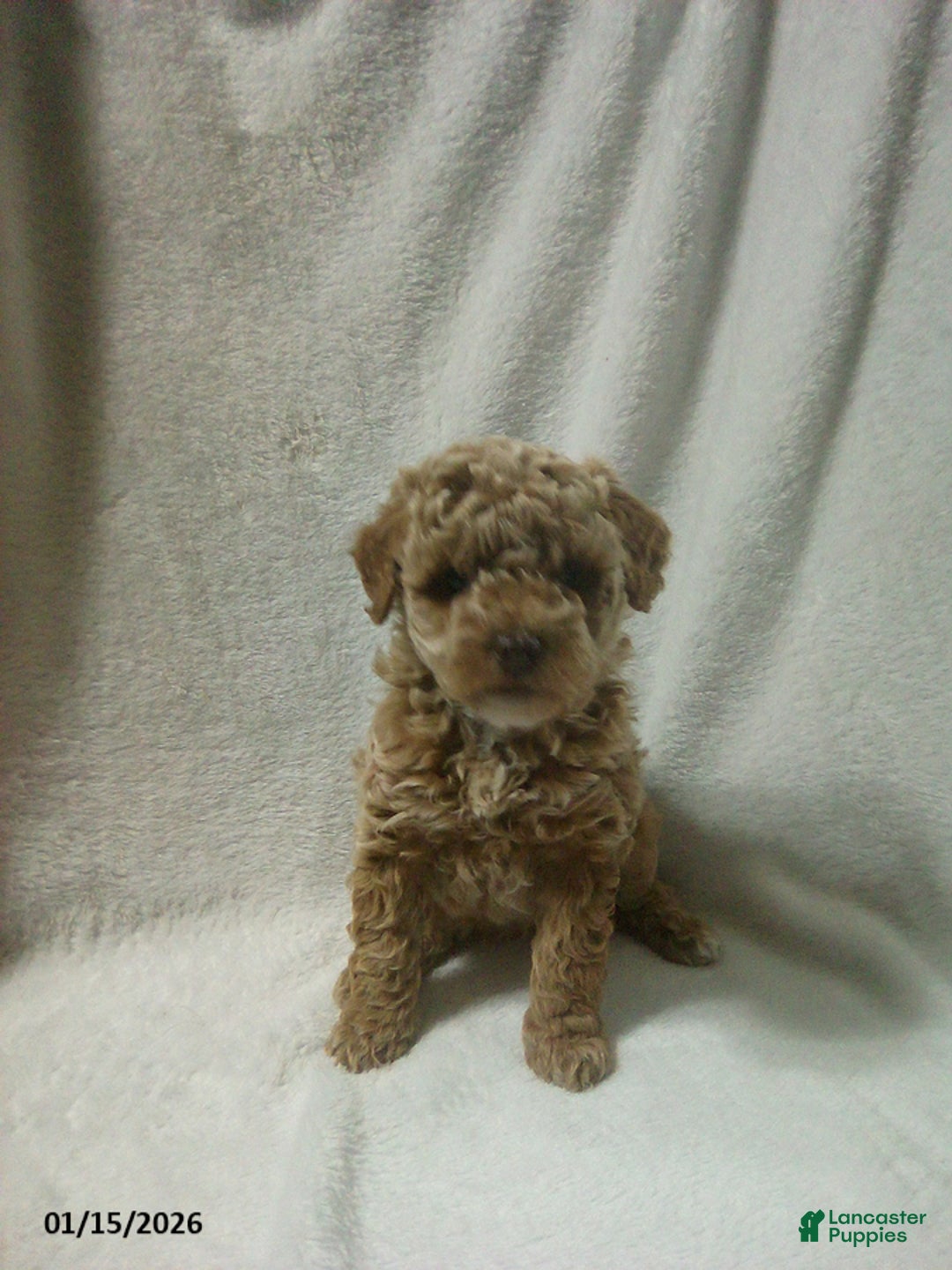 Toy Poodle dogs for sale: Elmo - Ad 3
