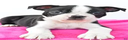 Boston Terrier dogs for sale: Raven - Ad 9