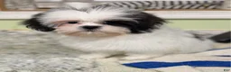 Shih Tzu dogs for sale: Tisha  - Ad 3