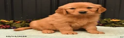 Golden Retriever dogs for sale: Brook - Ad 2