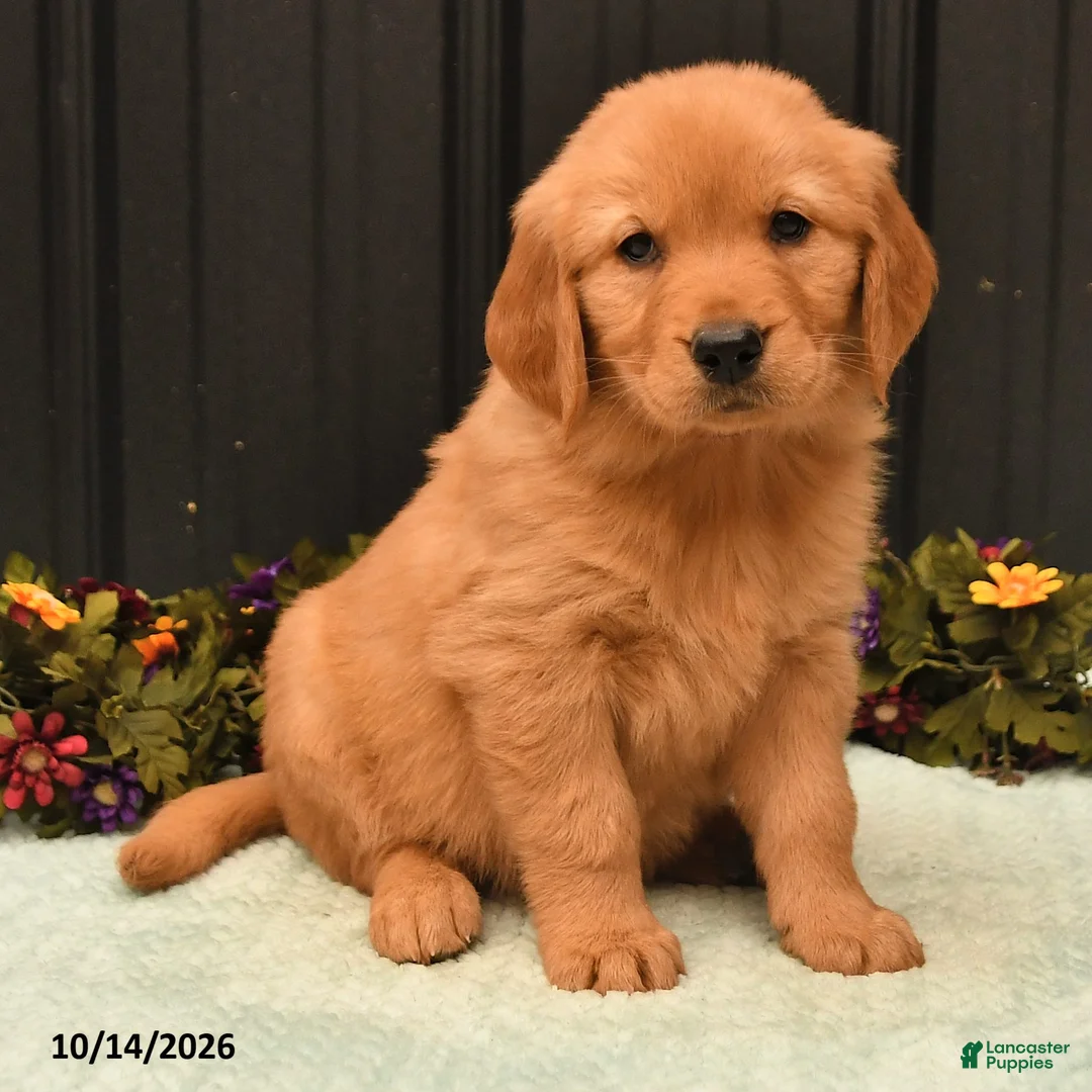 Golden Retriever dogs for sale: Brook - Ad 2
