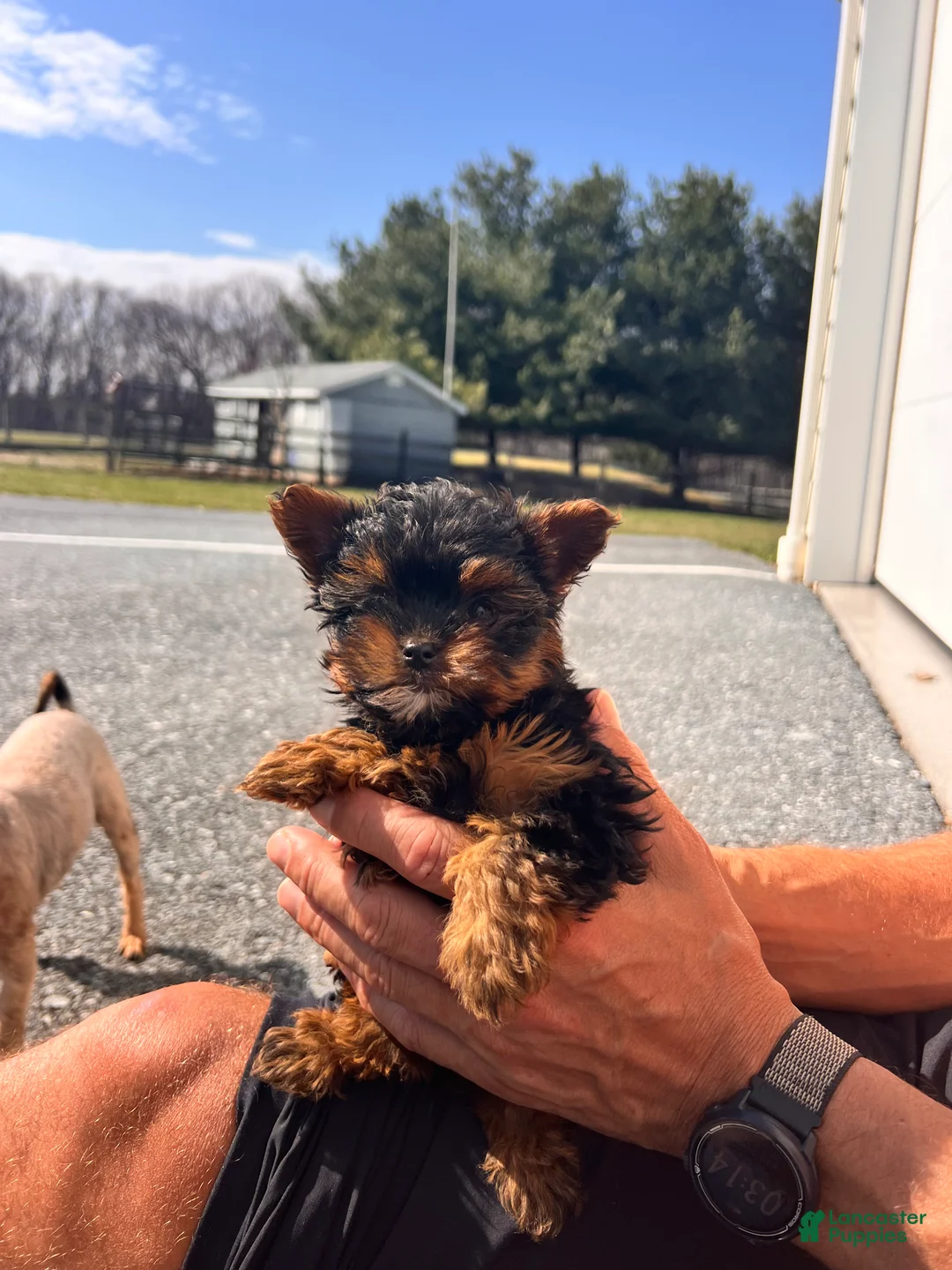 Morkie dogs for sale: Paris - Ad 1
