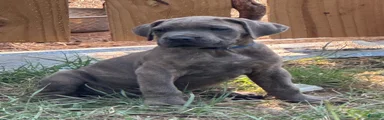 Cane Corso 1