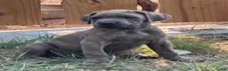 Cane Corso dogs for sale: Cane Corso 1 - Ad 1
