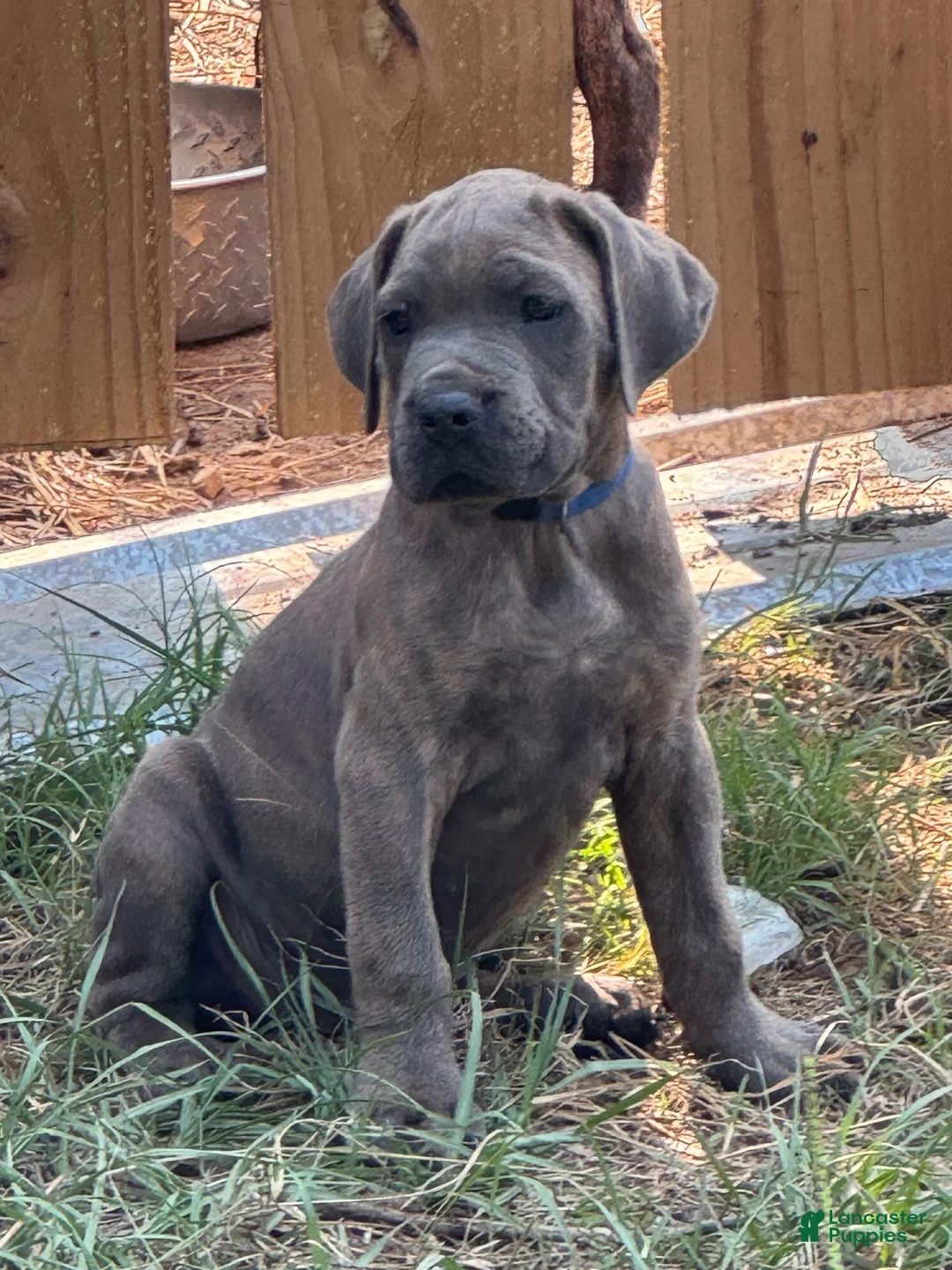 Cane Corso dogs for sale: Cane Corso 1 - Ad 1
