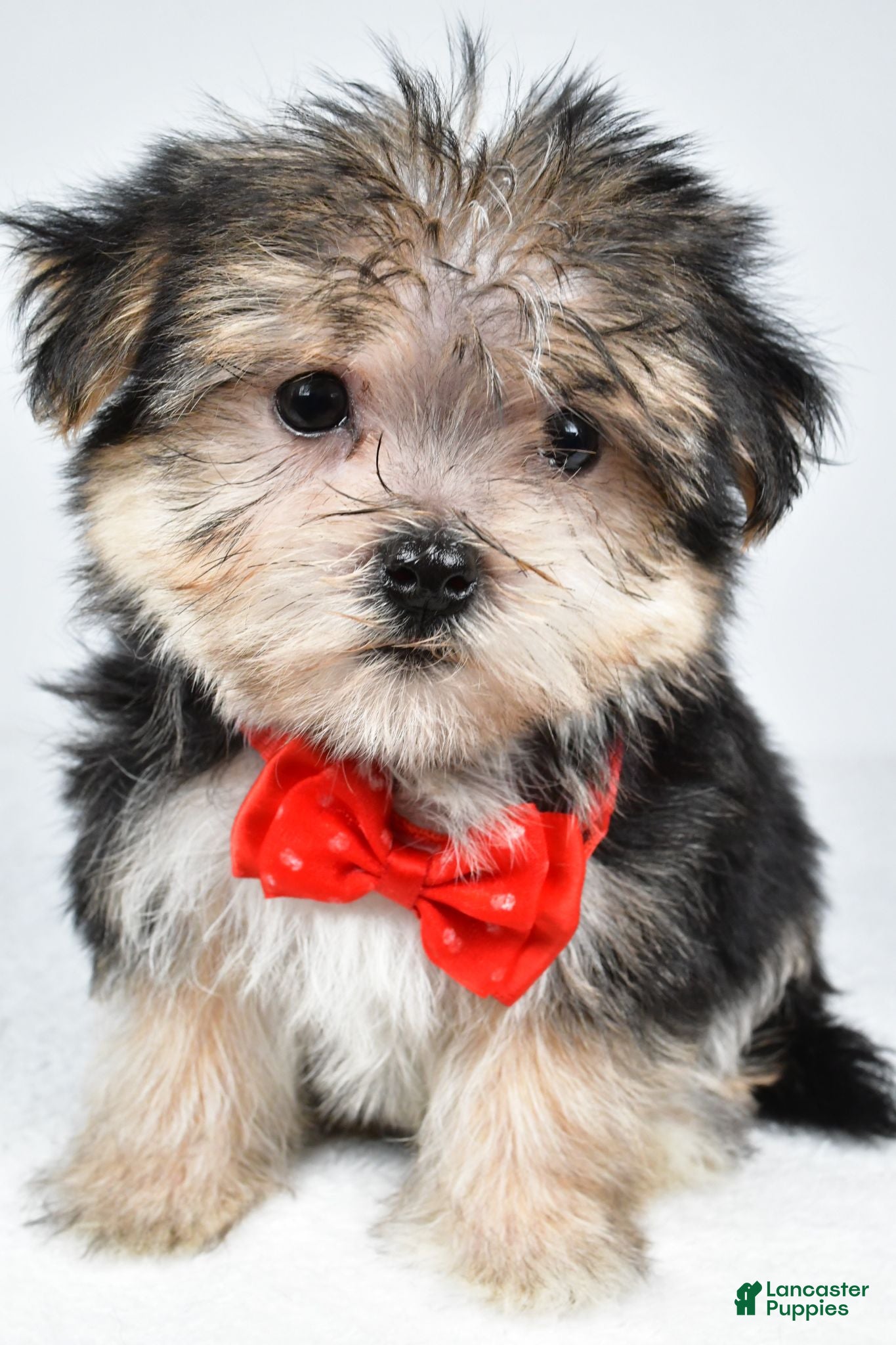 Morkie dogs Zain - Ad 1