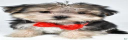 Morkie dogs for sale: Zain - Ad 7
