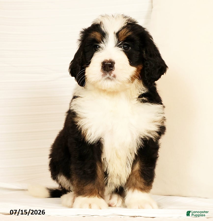 Bernedoodle dogs Sam - Ad 2